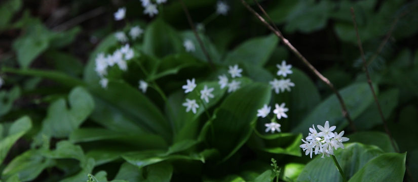 img5b5d5d_046437.jpg