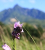 IMG_000805.JPG
