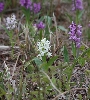 IMG_009667.JPG