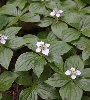 IMG_011863.JPG