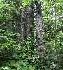 IMG_011531.JPG