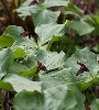 IMG_009056.JPG