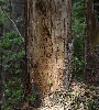IMG_009071.JPG