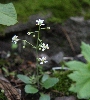 IMG_011397.JPG