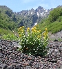 IMG_7646.JPG