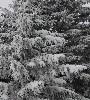 IMG_007995.JPG