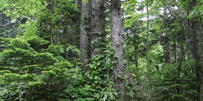IMG_011531.JPG